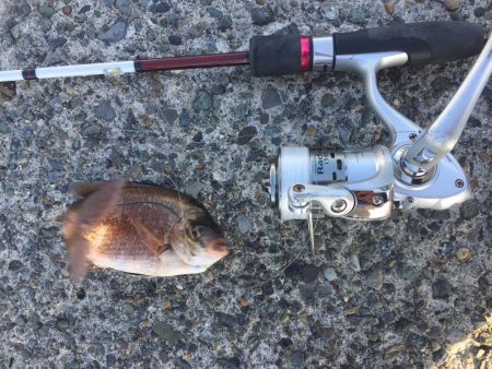 ウイリーサビキ